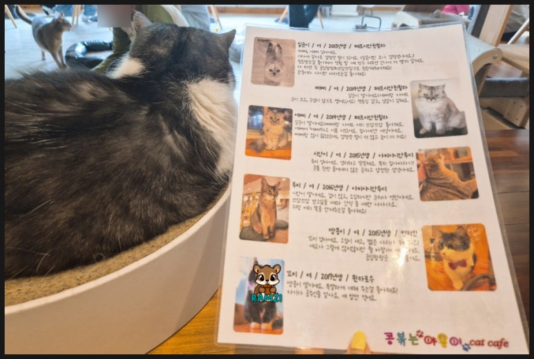 콩볶는야옹이 이미지