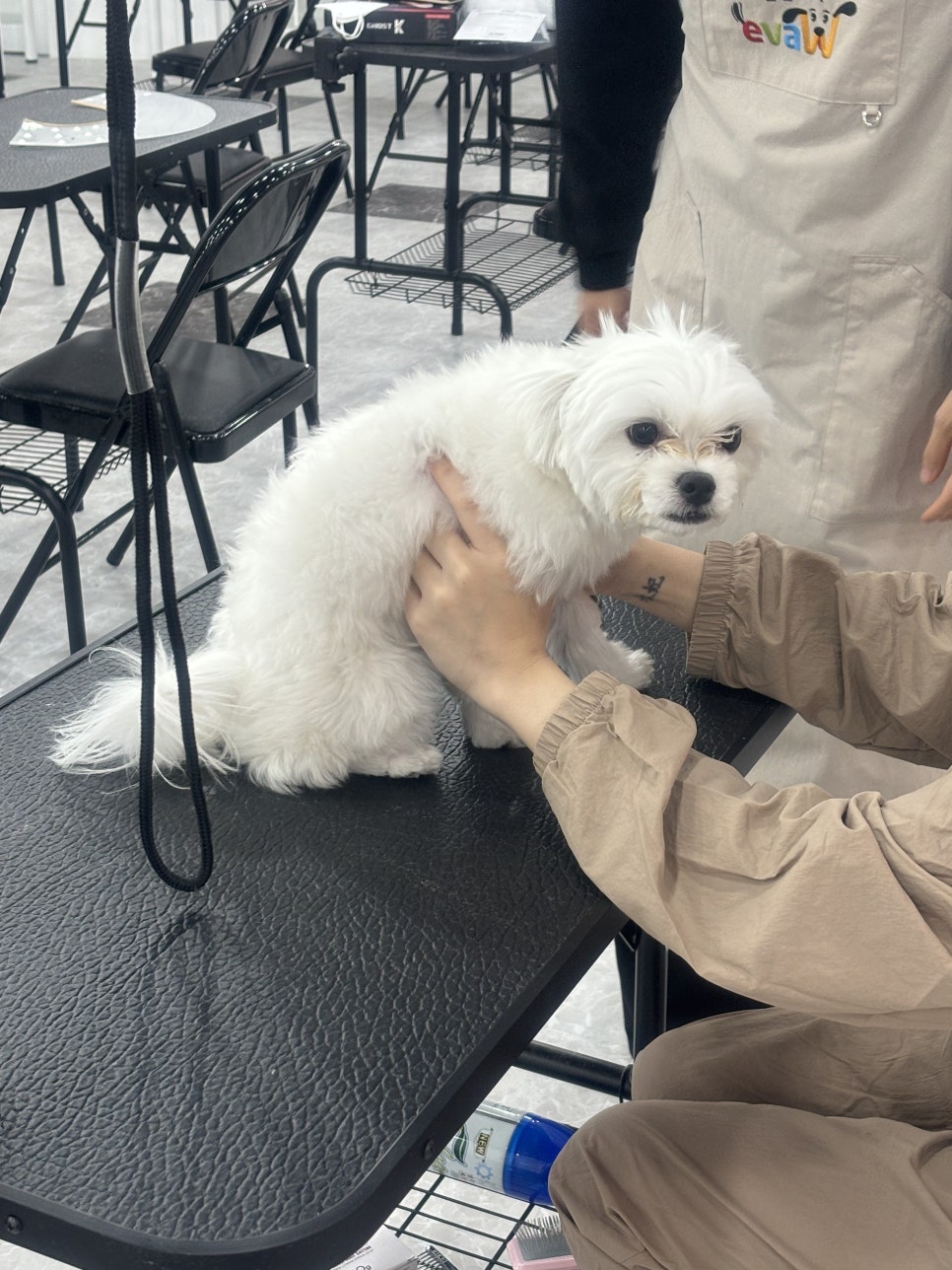 동탄 애견미용학원: 가정견 실습으로 실무 역량 강화 — 사진 5