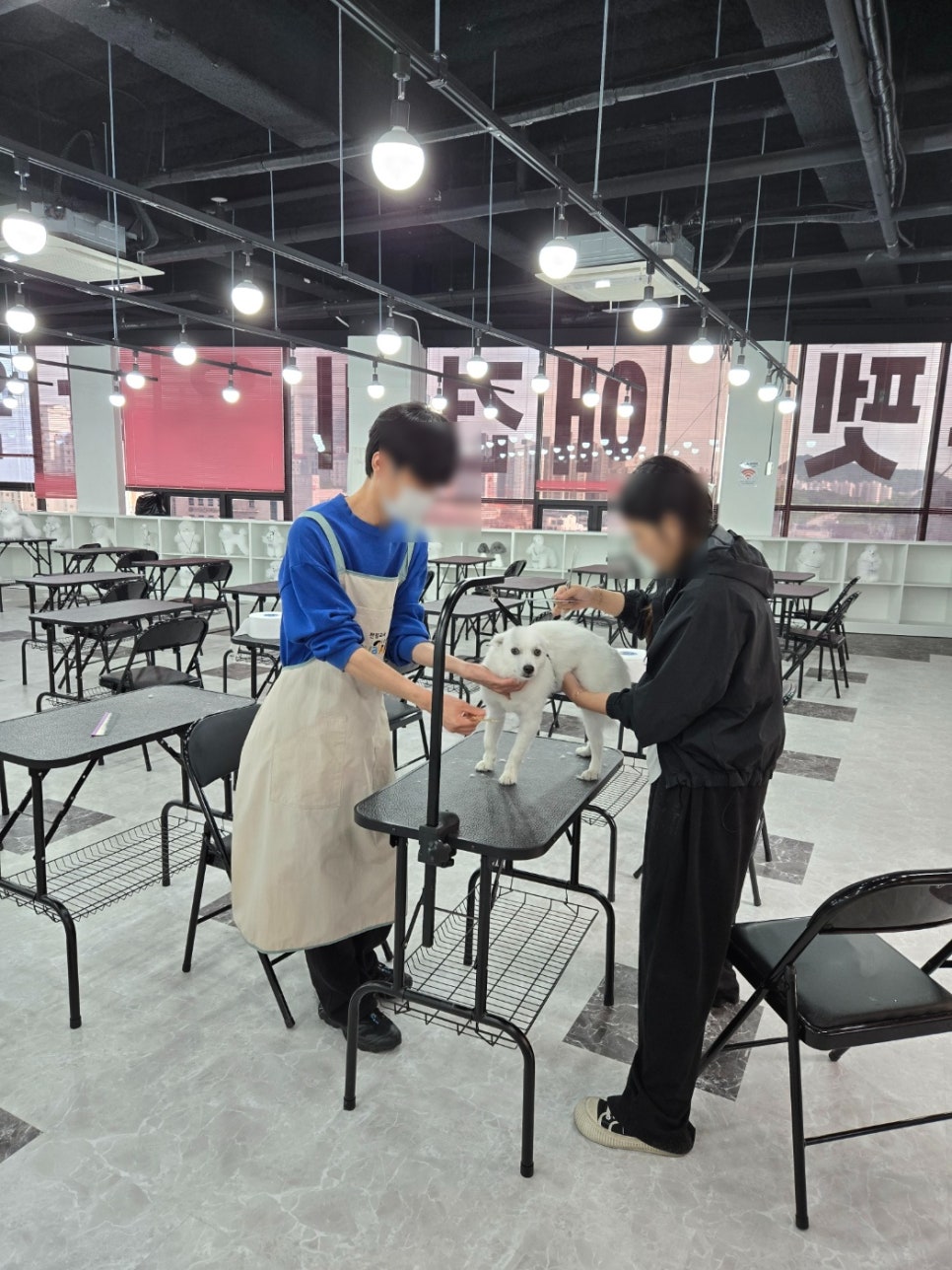 동탄 애견미용학원: 가정견 실습으로 실무 역량 강화 — 사진 6