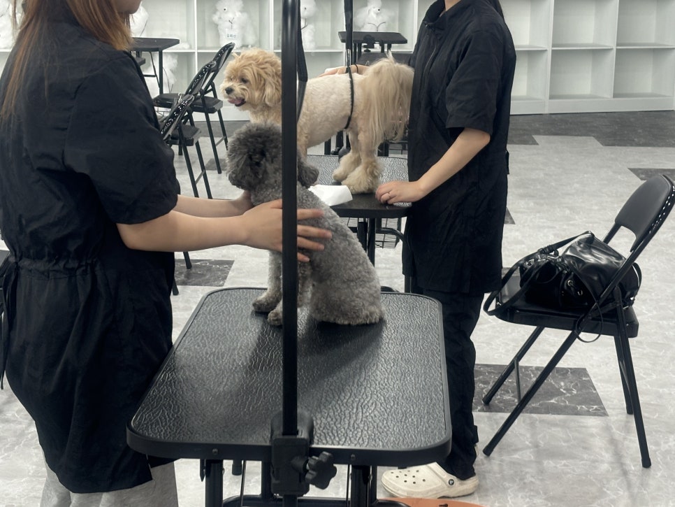 동탄 애견미용학원: 가정견 실습으로 실무 역량 강화 — 사진 8