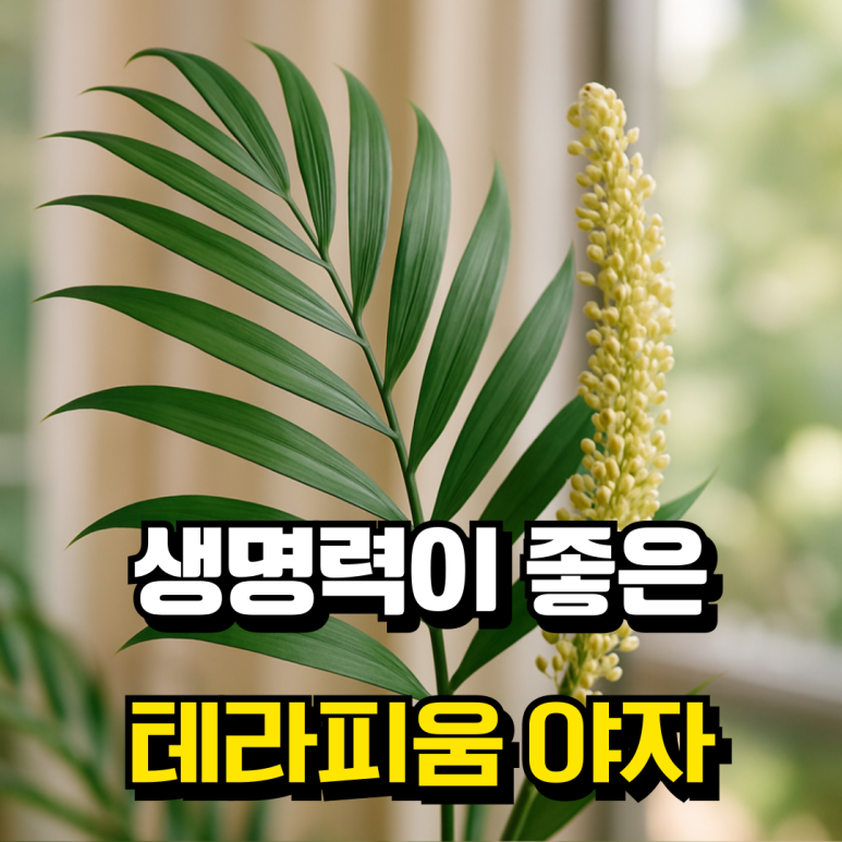 테라피움 이미지