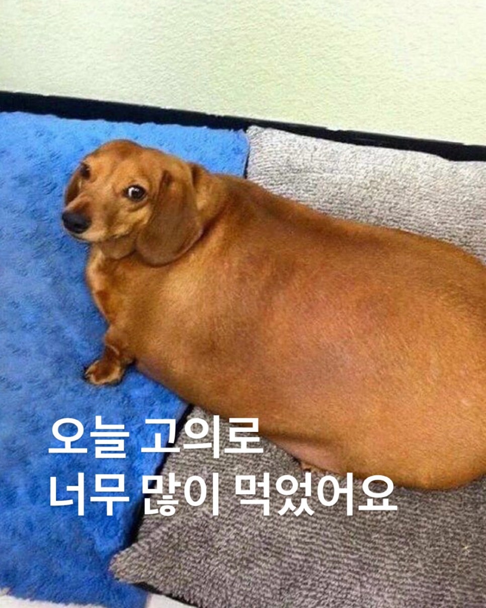 춘천집닭갈비막국수 이미지