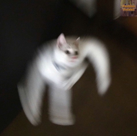 달빛 거북이 이미지
