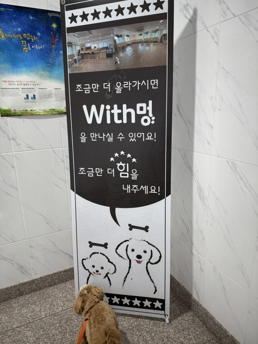 잠실 애견카페 위드멍, 루프탑 운동장 가격 정보 — 사진 6