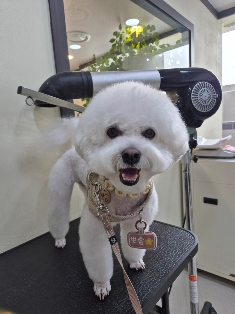 뽀솜이 이미지