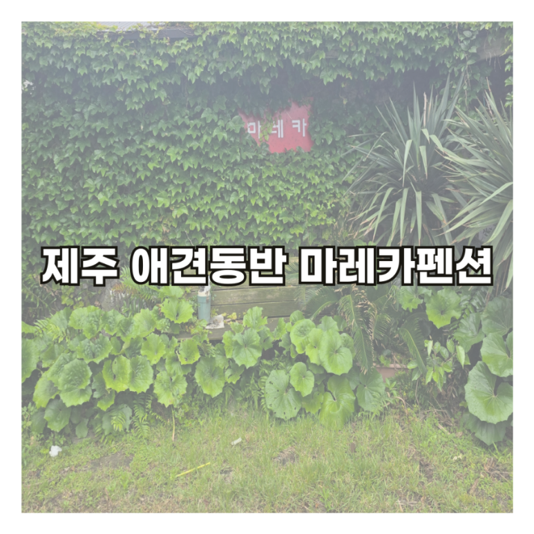 마레카 이미지