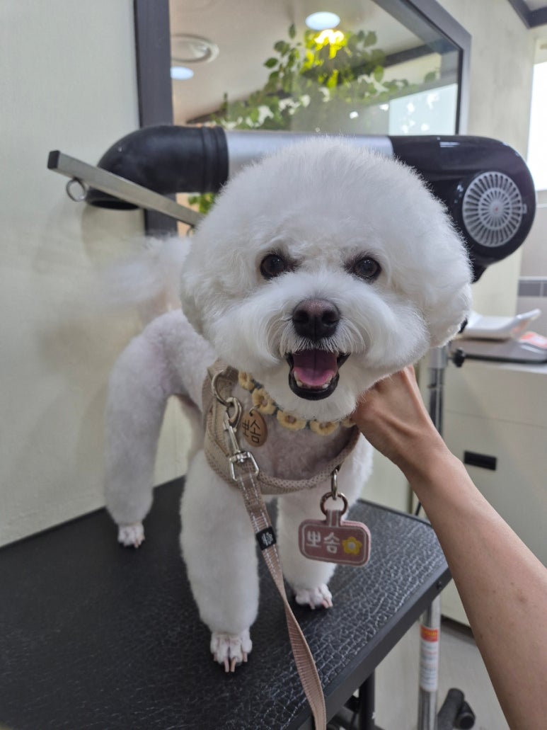 뽀솜이 이미지