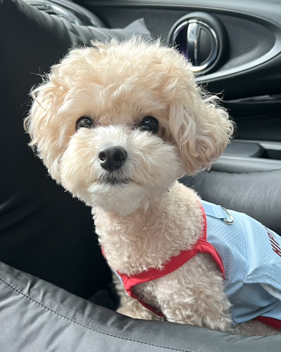 6살 강아지 건강검진 후기: 강남 루미나 내과동물병원 비용 및 결과 — 사진 2