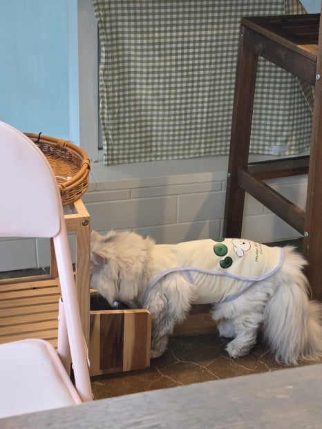 떼구루루 이미지
