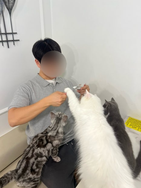 아가마미고양이카페 이미지