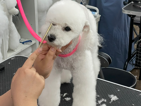 노원 애견미용학원, 대학 대신 선택한 이유와 과정 — 사진 3