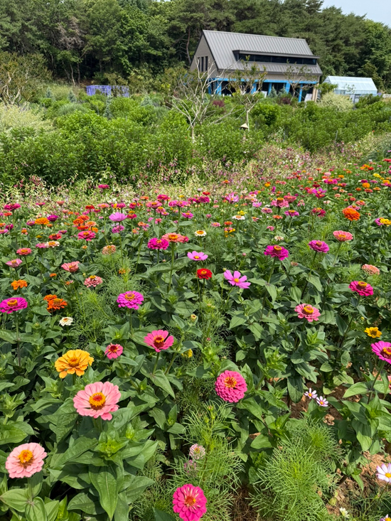 카페청 이미지