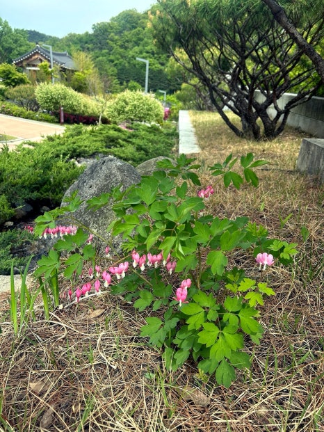 카페클라우든 이미지