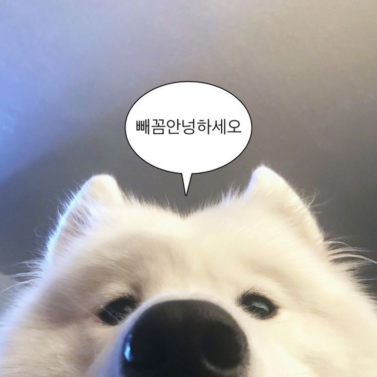 유부야 이미지