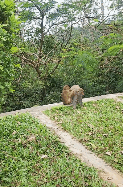 毛づくろいをする猿