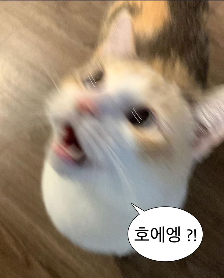 붙이다니 이미지