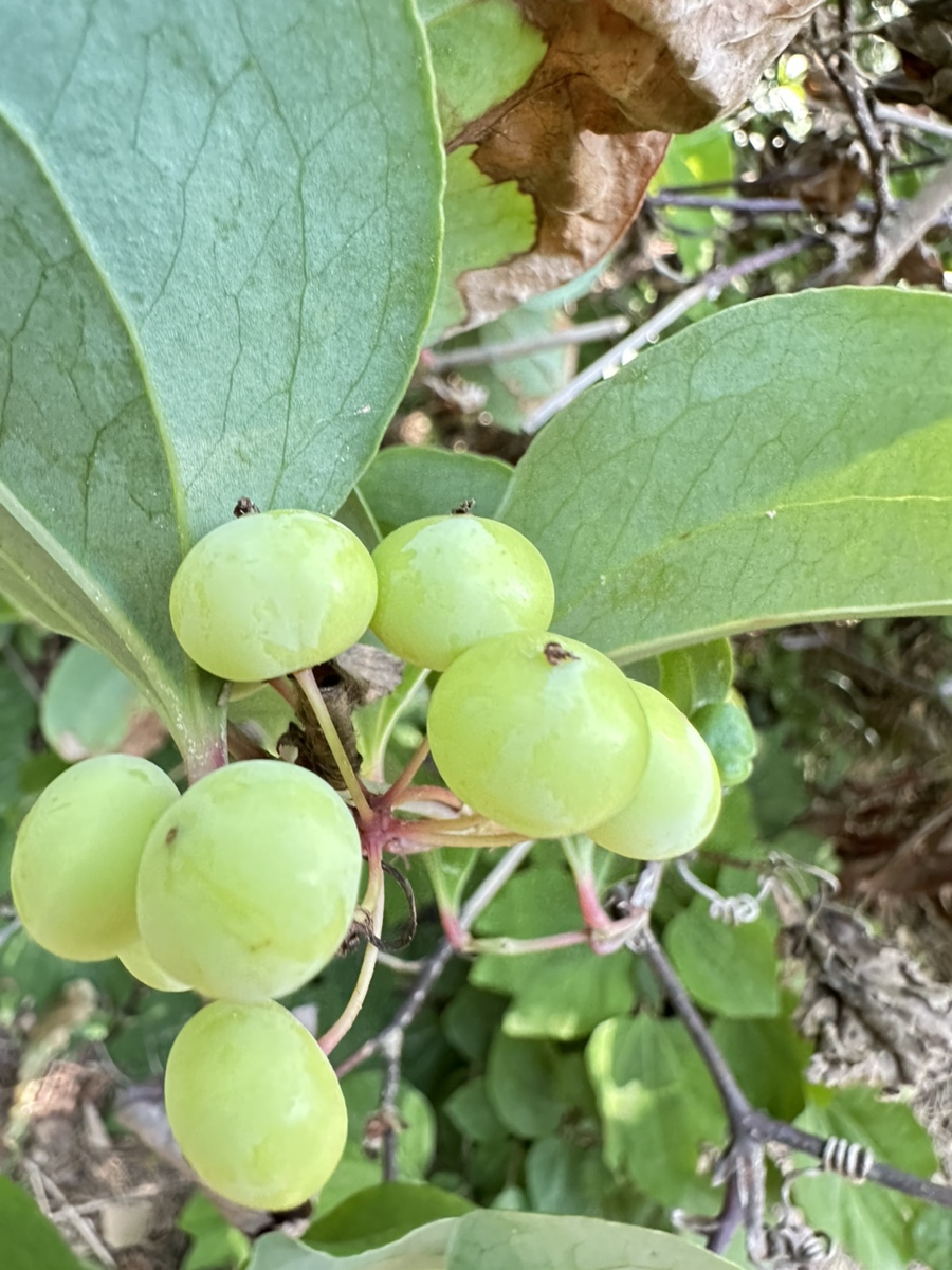 선창감태칼국수 이미지