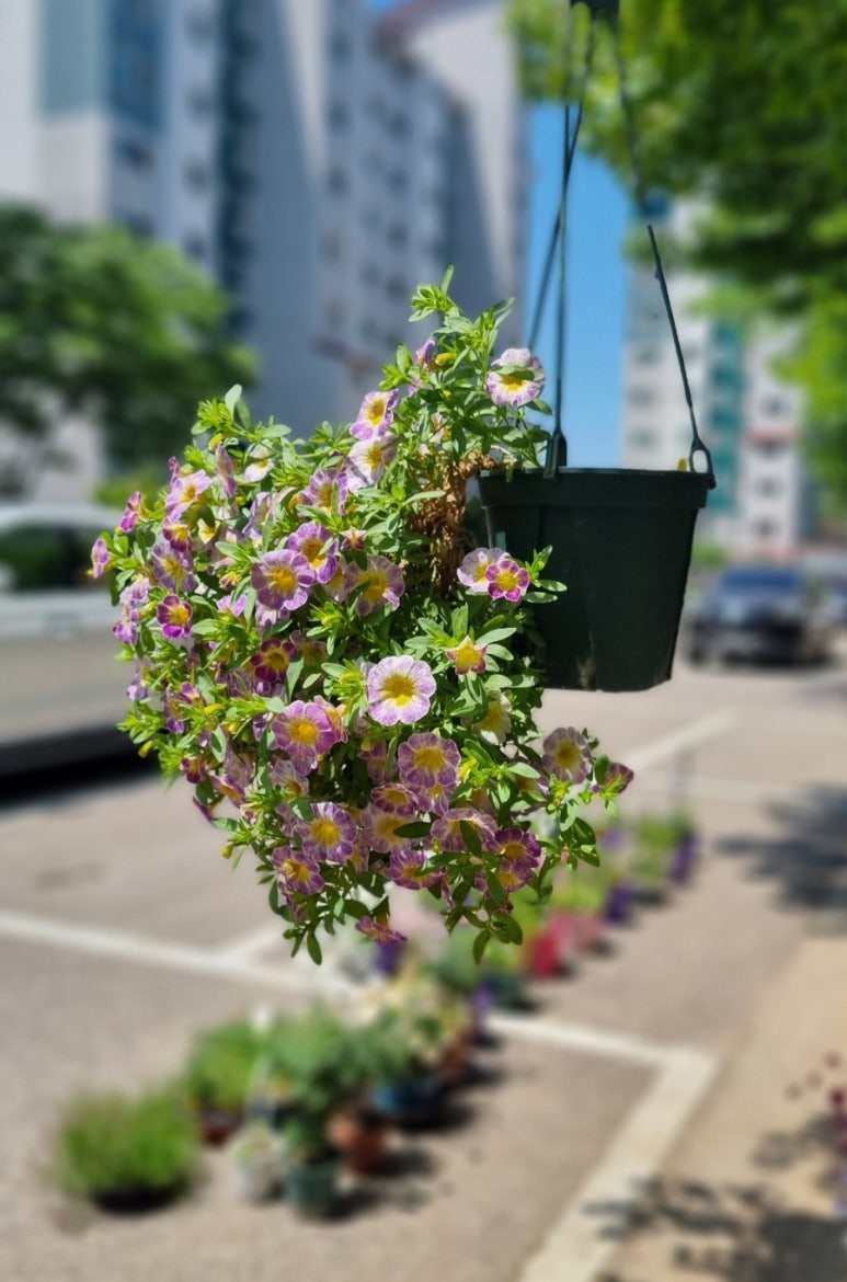 어반트 이미지
