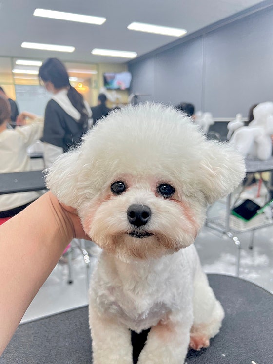 벨라루시애견미용학원 이미지