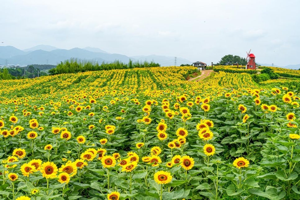 해바라기밥집 이미지