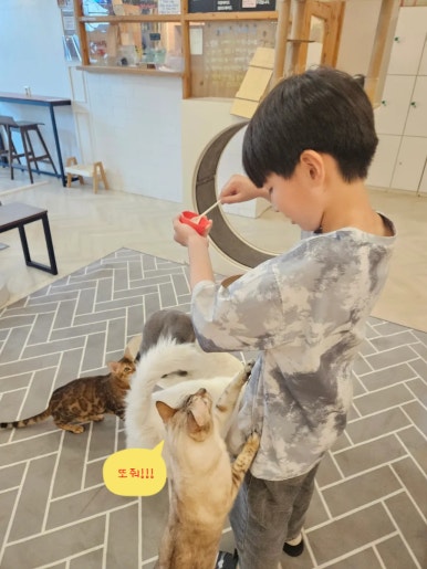 고양이별캣카페 이미지