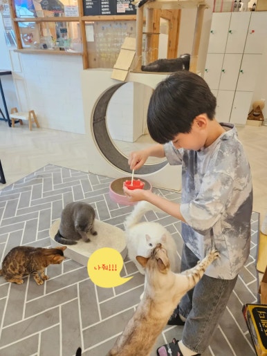 고양이별캣카페 이미지