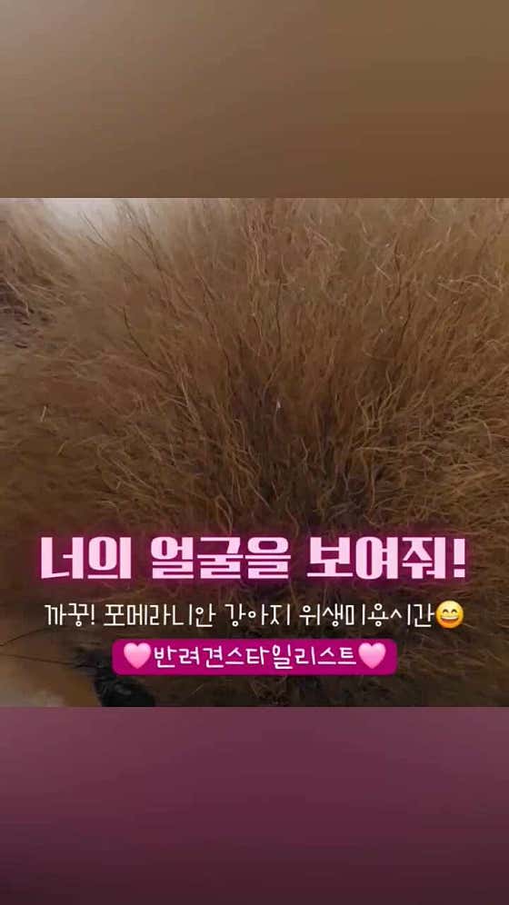 벨라루시애견미용학원 이미지