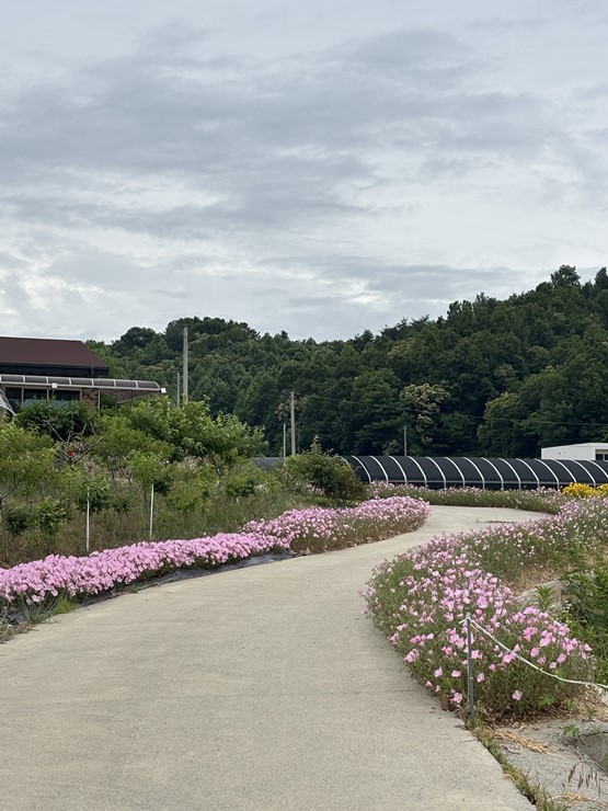 라파엘메디케어 이미지