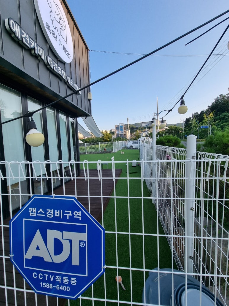 독독!개세요? 이미지