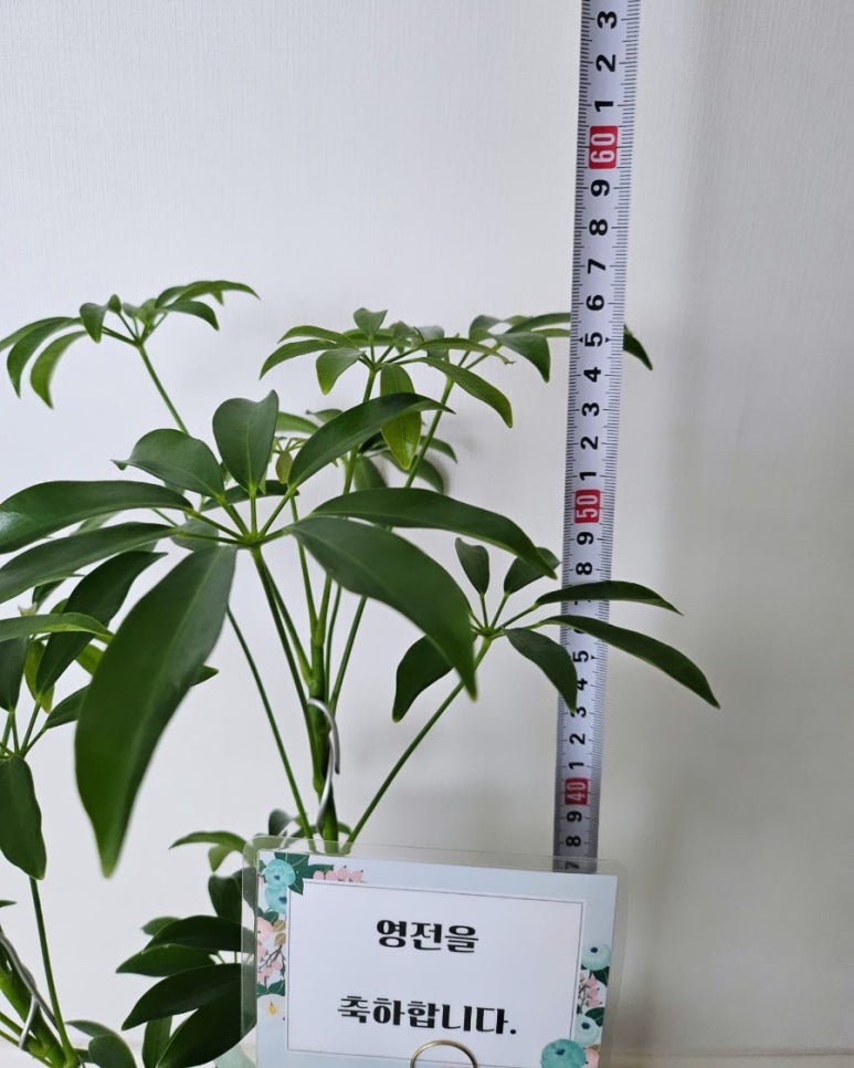라라플레르 이미지