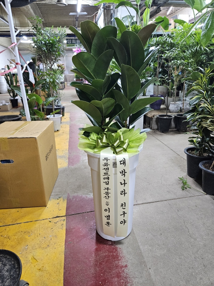라라플레르 이미지
