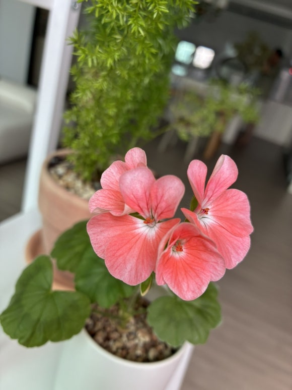 다한식탁 이미지