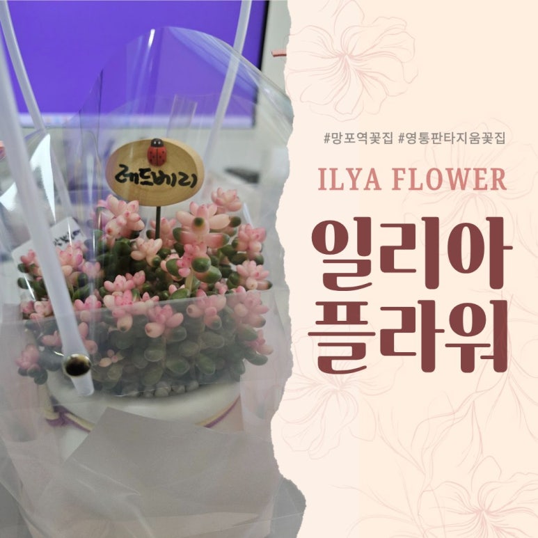 일리아플라워 이미지