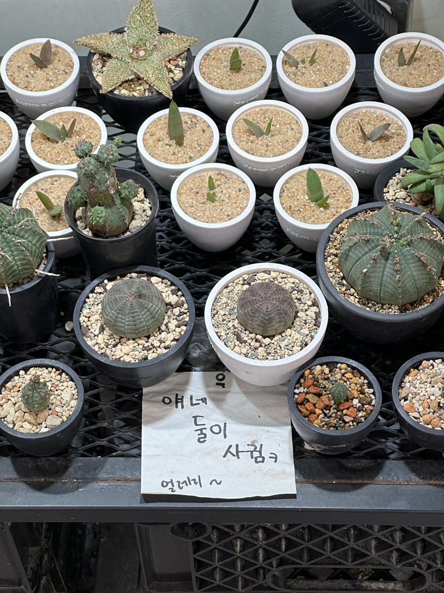 비자르플랫폼 이미지