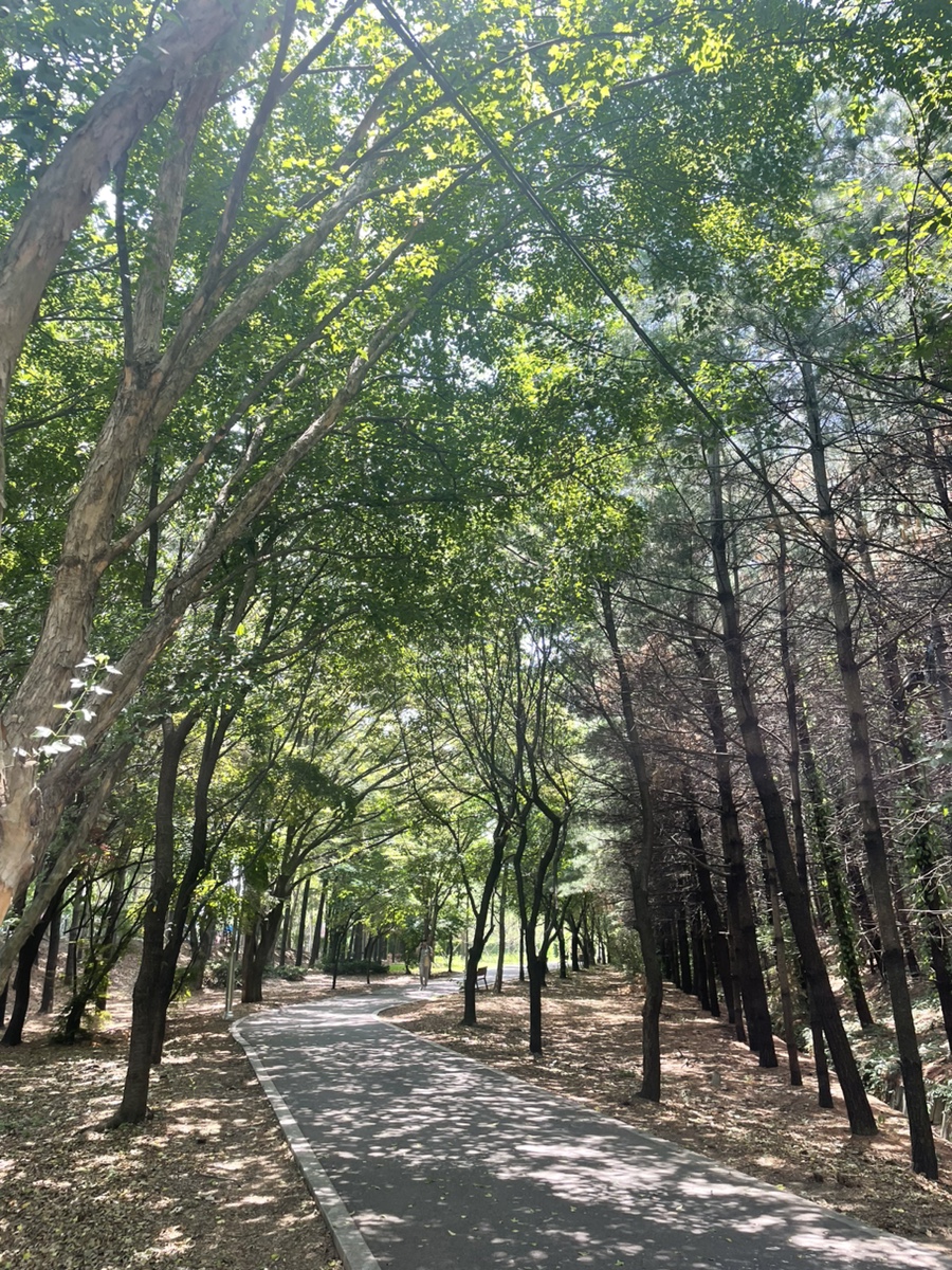 장미반점 사진 7