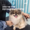 성남애견미용학원, 강아지 자격증 취득 및 창업 지원