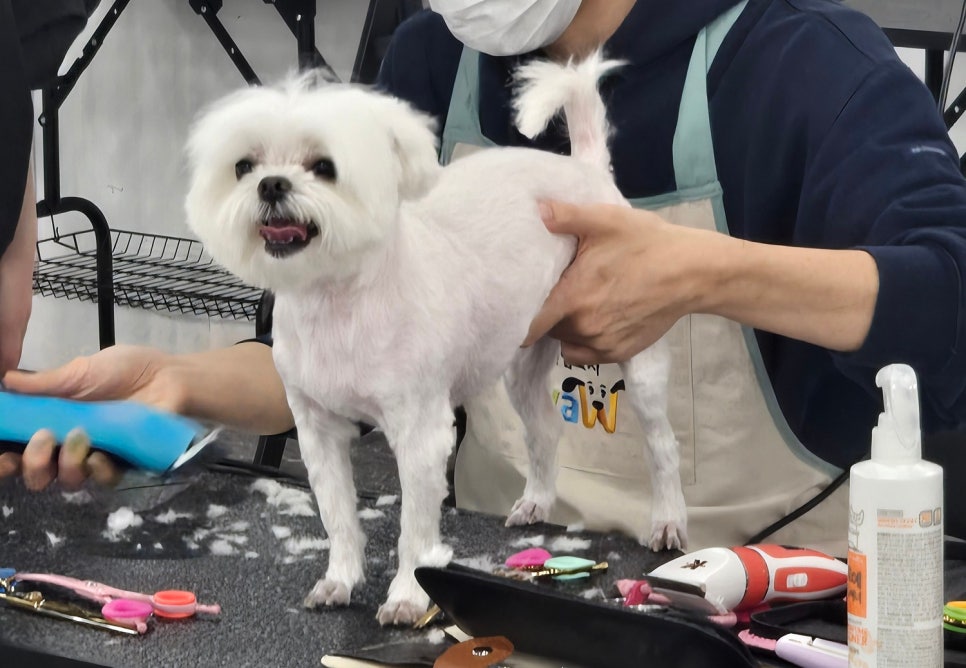 성남애견미용학원, 강아지 자격증 취득 및 창업 지원 — 사진 4
