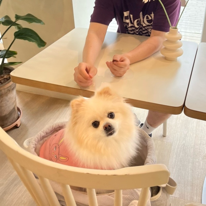 레이지쉽 이미지