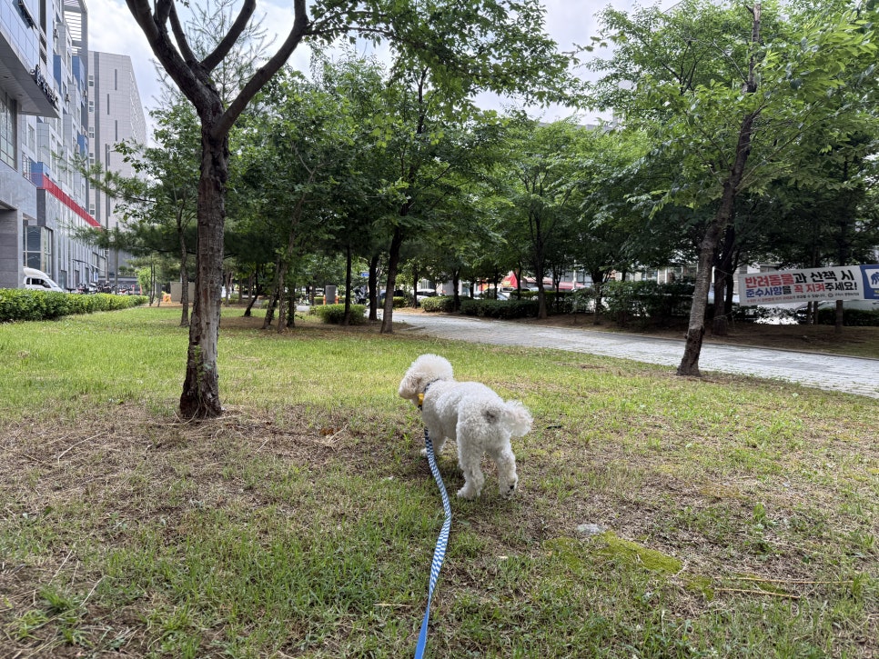 다산 강아지 산책 훈련, 프래들 애견학교 후기 — 사진 2