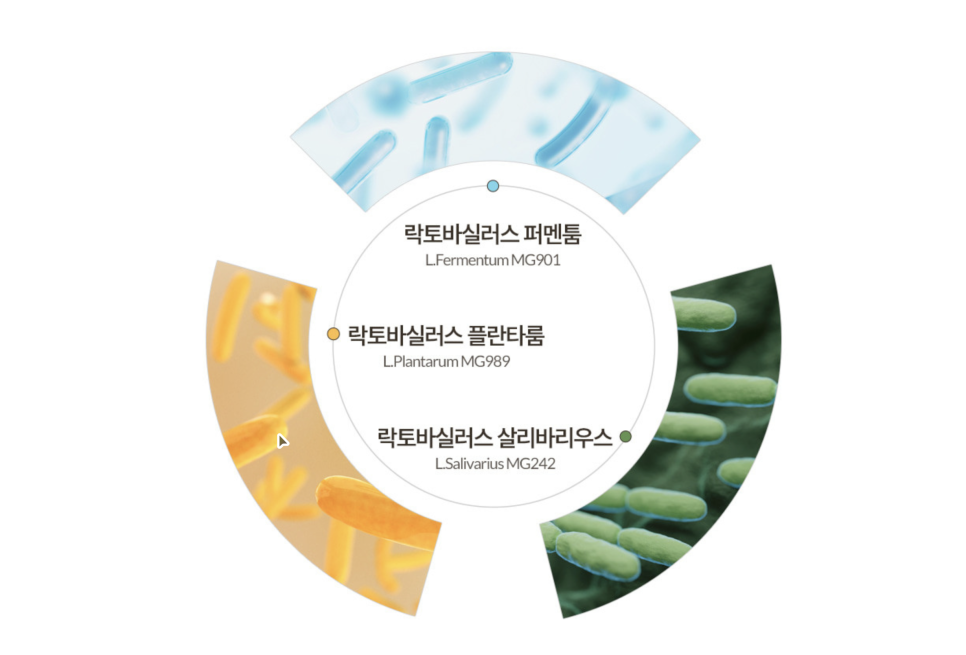 건강을 위한 선택, 웰리카 더블유 100억 유산균 소개 이미지 4