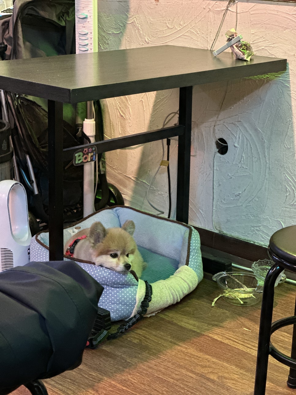 먹태의꿈 사진 2