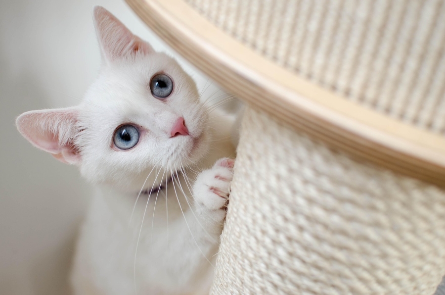 검은고양이 이미지