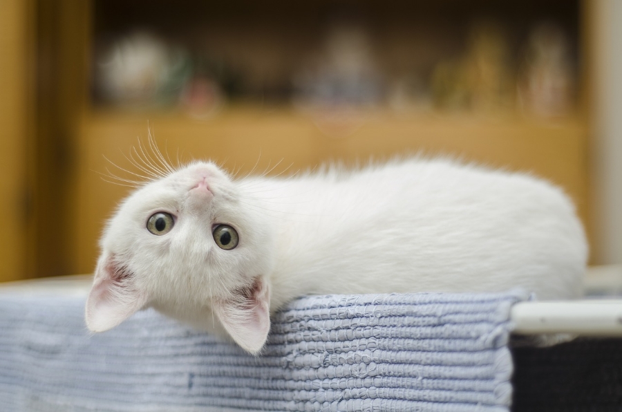 검은고양이 이미지
