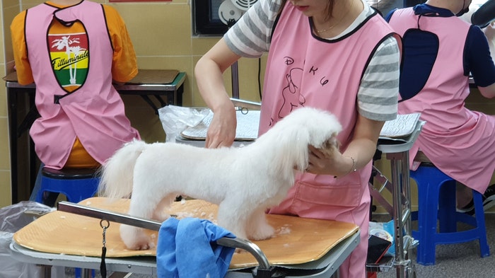 송파애견미용학원 비용부터 월급까지 현실 후기 — 사진 2