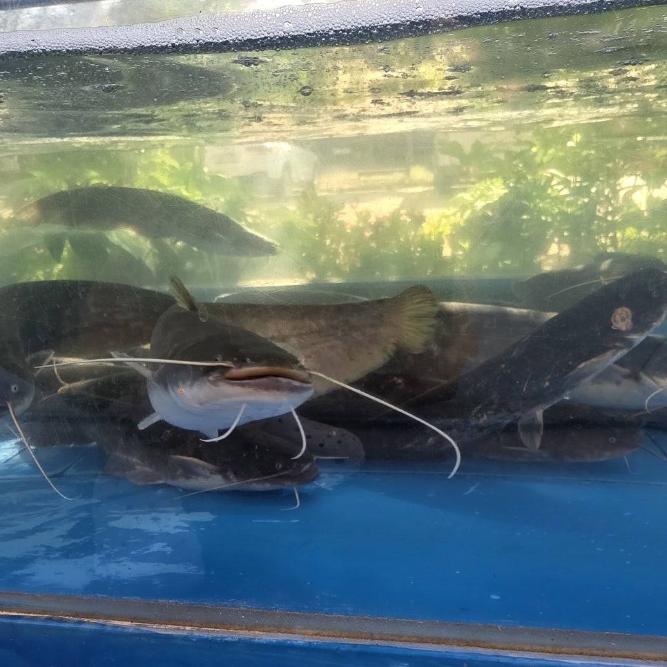 대영매운탕 이미지