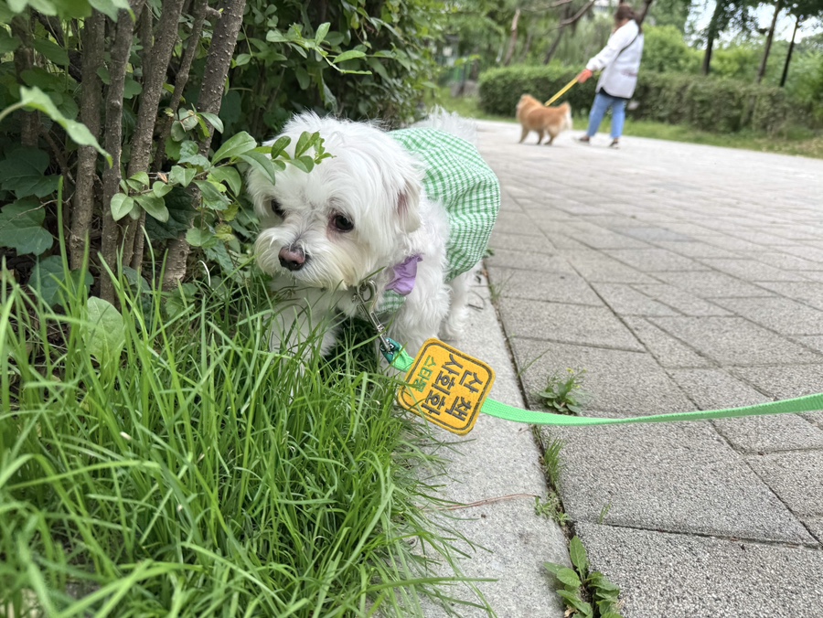 강남 애견유치원, 혼자 있는 강아지 위한 최고의 선택 — 사진 5