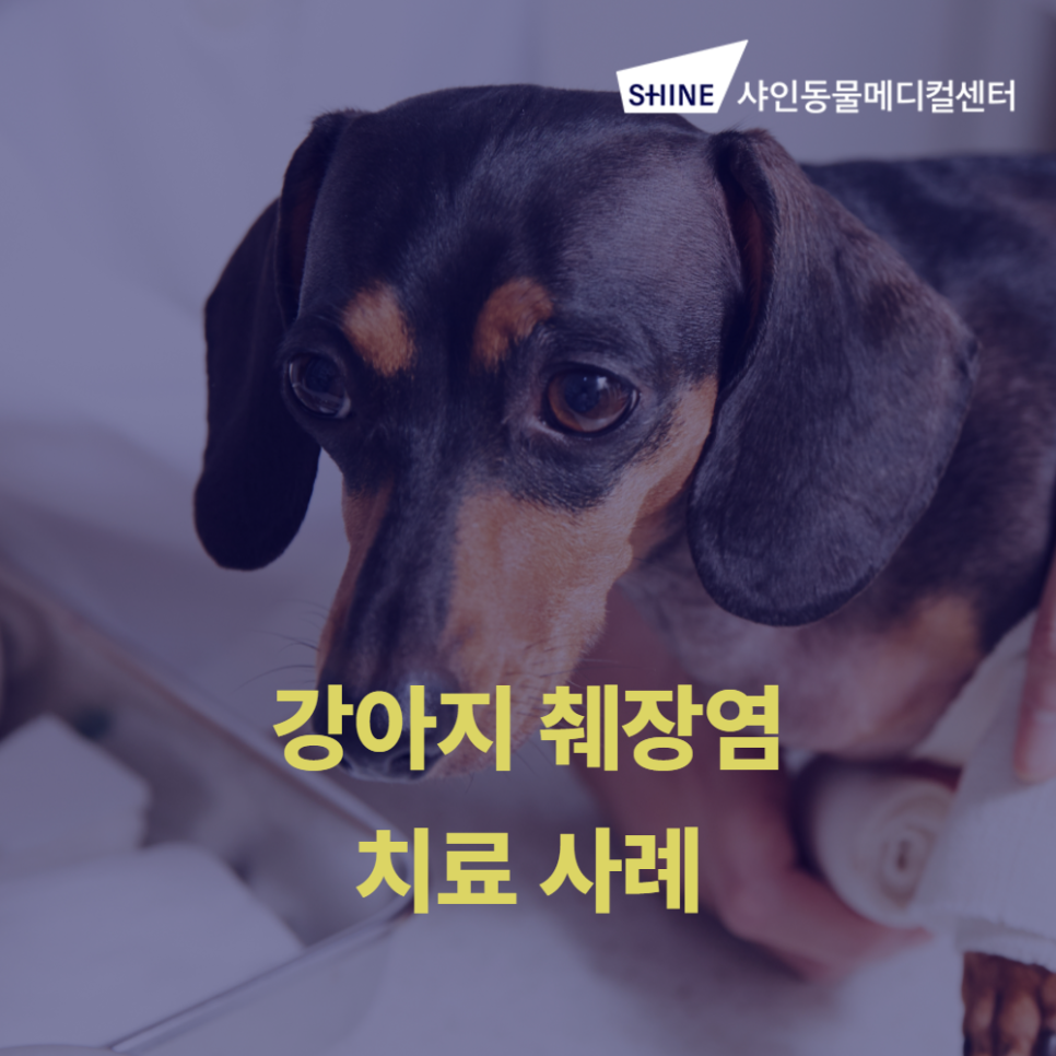 강아지 췌장염, 송파 샤인동물병원에서 정확한 진단과 치료받으세요 — 사진 1