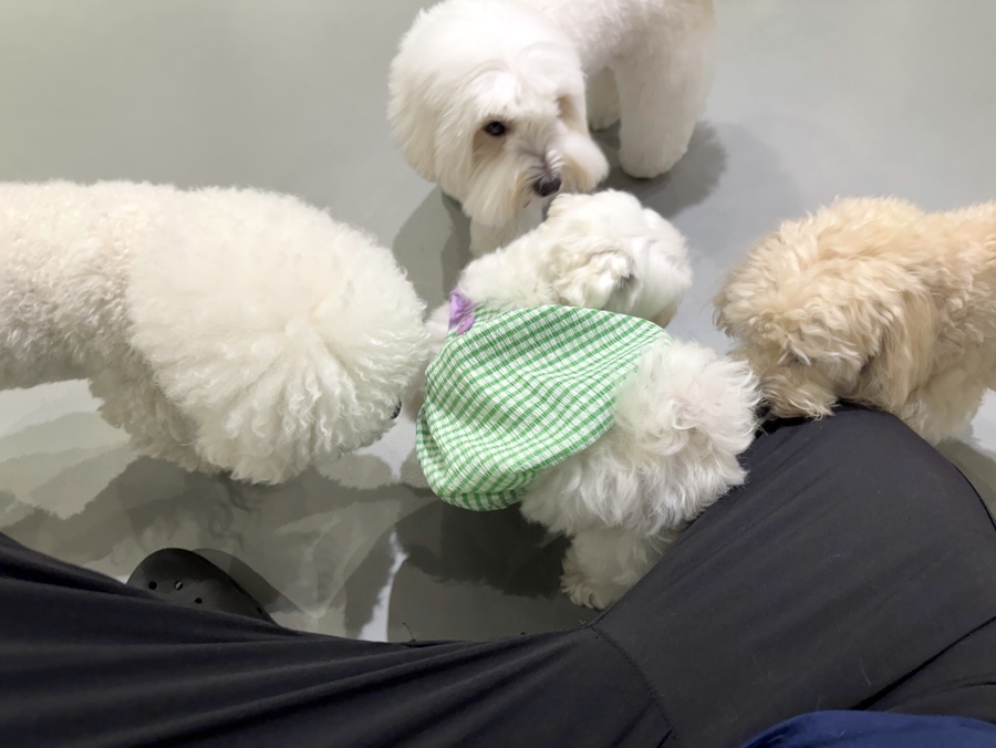 강남 애견유치원, 혼자 있는 강아지 위한 최고의 선택 — 사진 2