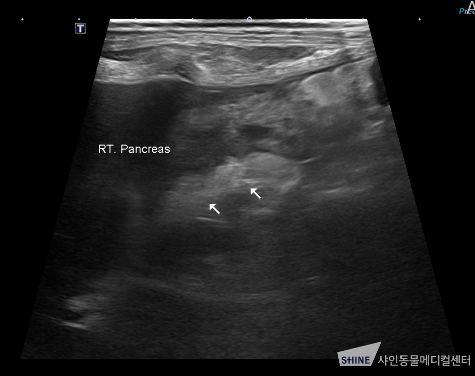 강아지 췌장염, 송파 샤인동물병원에서 정확한 진단과 치료받으세요 — 사진 5
