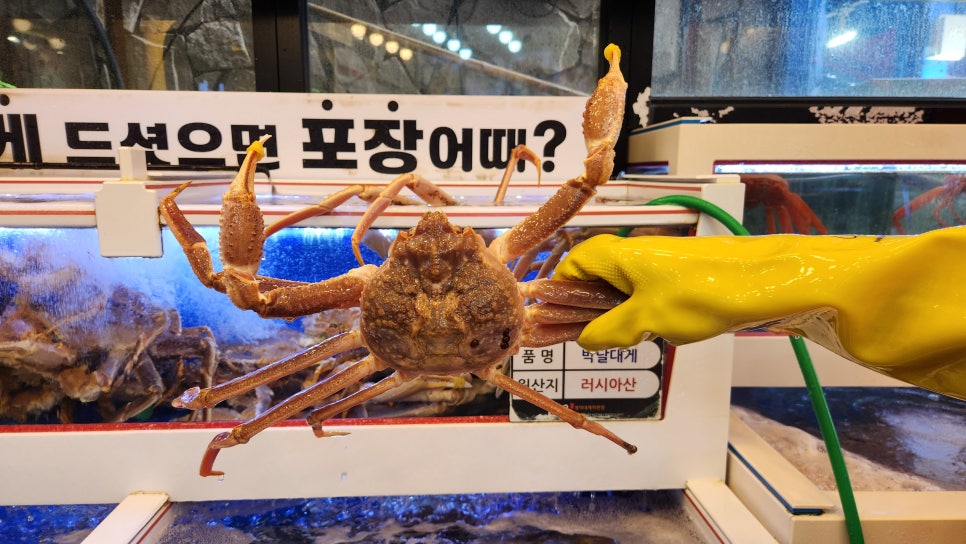 영덕 강구항 박달대게 맛집 남은 대게 리뷰 : 네이버 블로그
